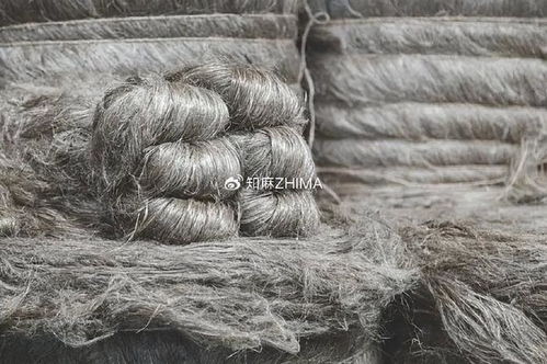 知訊024 2024年歐洲亞麻收成前景樂觀，利好針紡織品產業